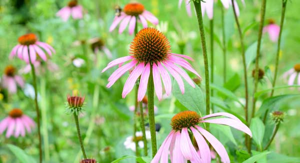 Echinacea Plant and Its Benefits and Uses.