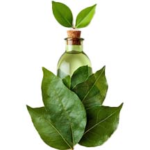 Essential Oil Bottle Wrapped in Green Leaves.