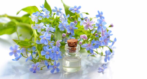 Brunnera Flower with a Bottle of Essential Oil - Guide to Using Essential Oils.