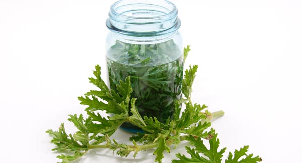 Rose Geraniums Infusing in Oil and How you Can Make Geranium Oil.