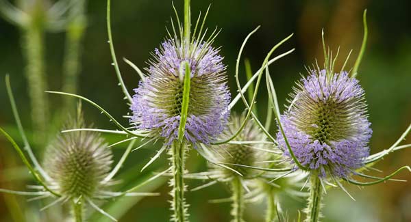 A Picture of Wild Teasel. Benefits and Uses for Wild Teasel.